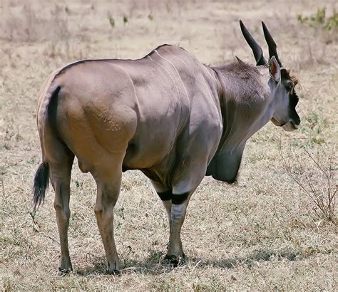 An Eland | An Eland, the largest of antelope at about 1050 l… | Flickr