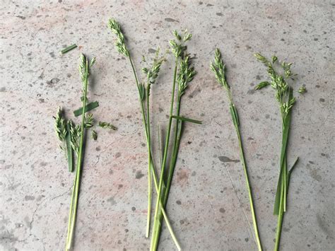 Poa annua or tall fescue grass seed head? : r/lawncare