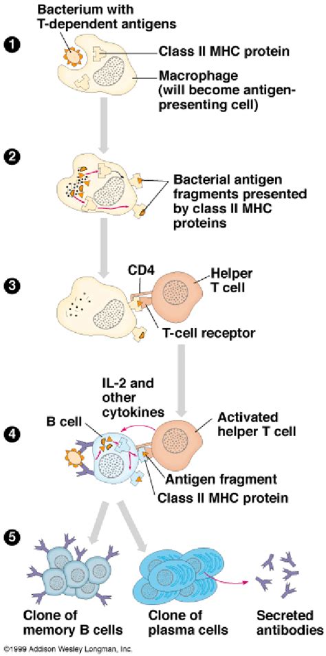 Humoral Immunity Diagram