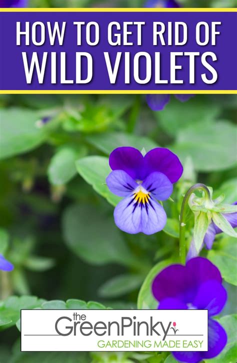 How to Get Rid of Wild Violets? — Get Rid of Them Once and For All