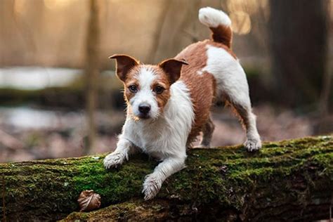 Benefits of Apple Cider Vinegar Supplements for Dogs