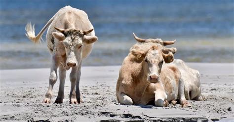 Three cows swim five miles to safety after being swept out to sea in hurricane - Irish Mirror Online