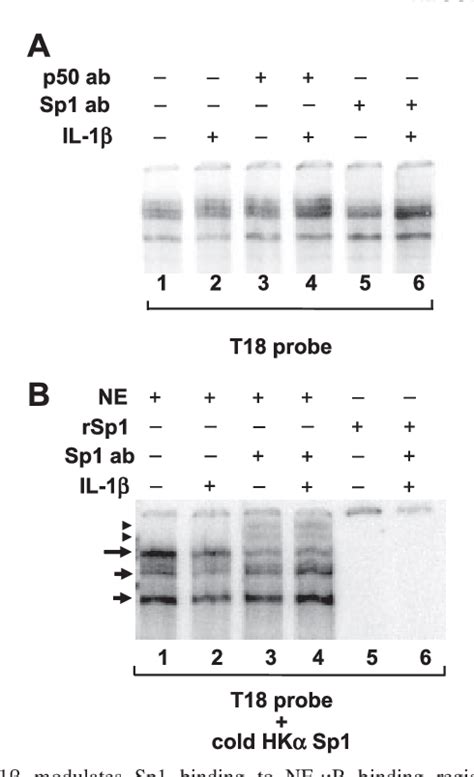 Figure 5 from The role of Sp1 in IL-1beta and H. pylori-mediated regulation of H,K-ATPase gene ...