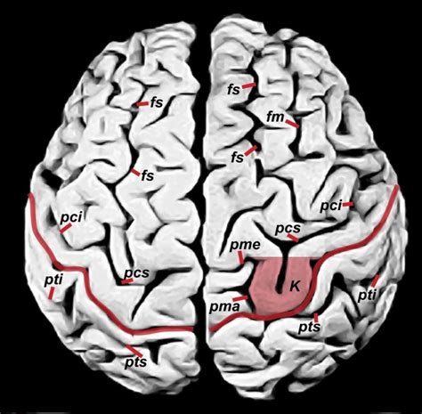 Examining photographs of Einstein’s brain is not phrenology! | OUPblog