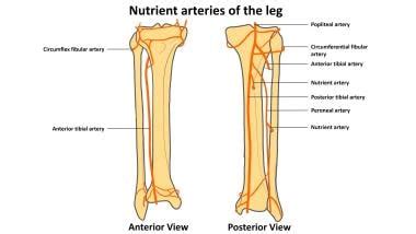 Diaphyseal Tibial Fractures: Background, Anatomy, Pathophysiology