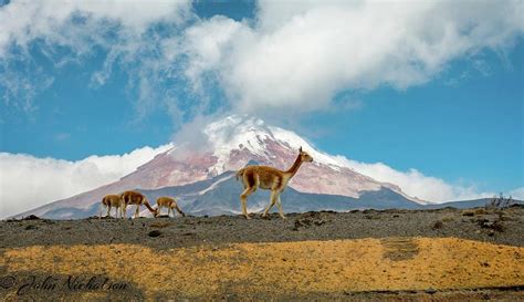 Chimborazo Ecuador Photograph by John Nicholson | Fine Art America