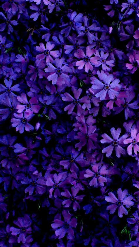 Background | Purple flowers wallpaper, Beautiful backgrounds, Purple wallpaper