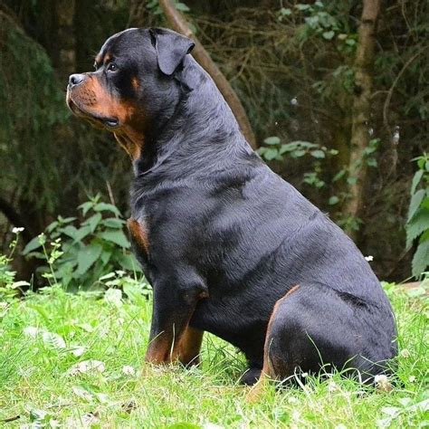 Fully Grown Rottweiler - Puppies Love