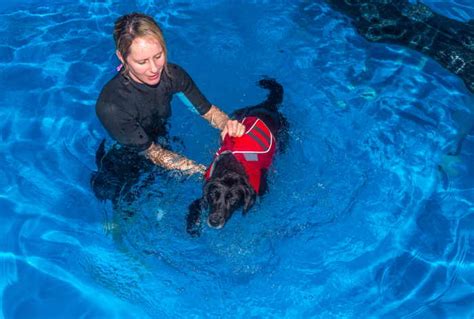 Teach Your Dog To Swim: Step by Step Instructions