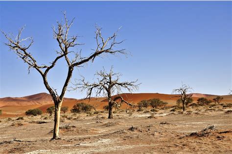 What Is Desertification? Causes, Effects, And Solutions | Earth.Org