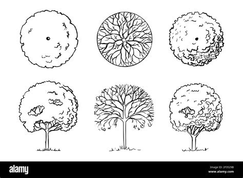 Tree Top View Drawing