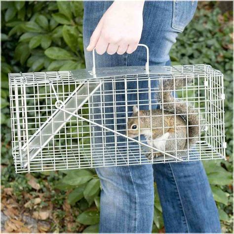 Trapping Squirrels - How To Remove Them Yourself