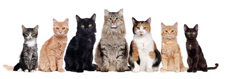Cat Breeds Poster In Spanish Stock Photo Download Image Now Animal ...