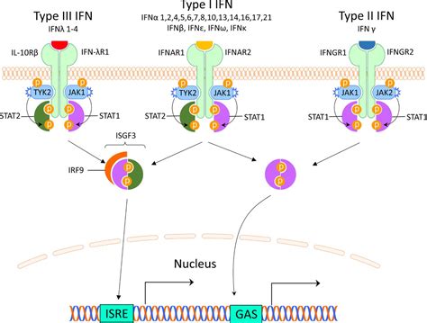 Interferon pathway in SLE: one key to unlocking the mystery of the disease | Lupus Science ...