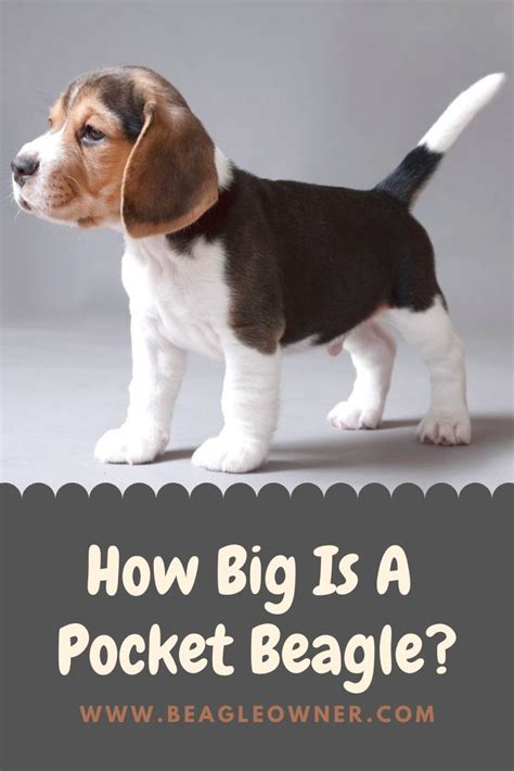 How Big Is A Pocket Beagle? | Pocket beagle, Pocket beagle puppies ...