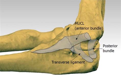 Understanding The Medial Ulnar Collateral Ligament Of The Elbow Review | My XXX Hot Girl