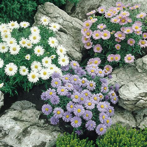 Shop Aster Alpinus Mixed (7cm Module Plants) | J. Parker's Dutch Bulbs