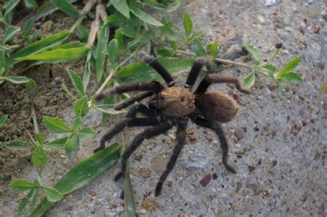 Texas brown tarantula - Alchetron, The Free Social Encyclopedia