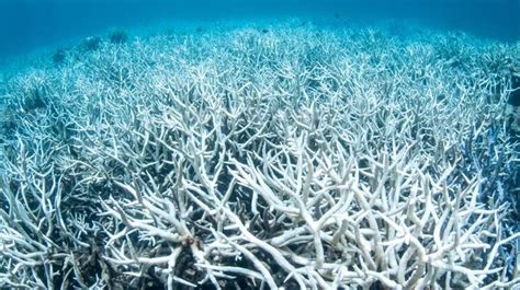 Shocking New Pictures Of Coral Bleaching On Great Barrier Reef | HuffPost Sustainability