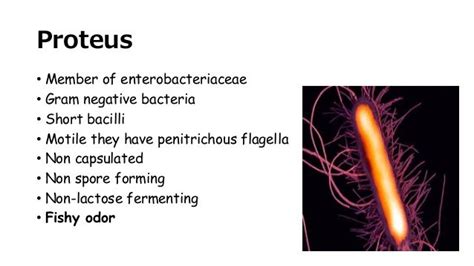 PROTEUS MIRABILIS slideshare presentation