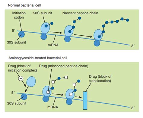 Sugary Antimicrobials: The Chemistry of Aminoglycoside Antibiotics - PharmaFeatures