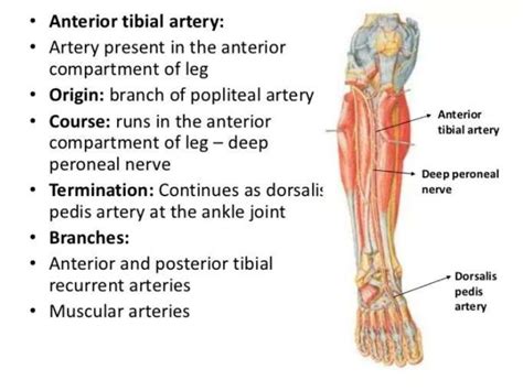 Anterior & postetior tibial artery