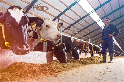 Livestock Management and Monitoring - The Agrotech Daily