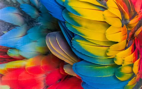 Wallpaper Parrot colorful feathers close-up 1920x1200 HD Picture, Image