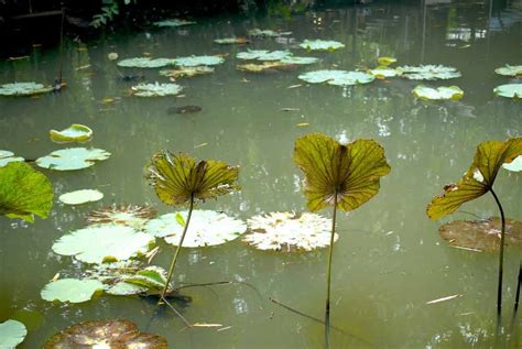 Algae in Pond - Ponds Guide