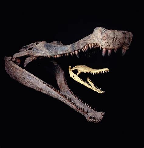 A sarcosuchus skull compared to a crocodile’s : r/Naturewasmetal