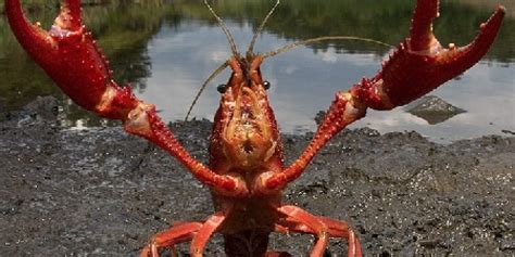 Invasive red swamp crayfish found in two locations in Michigan - Outdoor Enthusiast Lifestyle ...