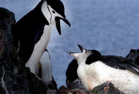 Chinstrap Penguin | Facts, pictures & more about Chinstrap Penguin