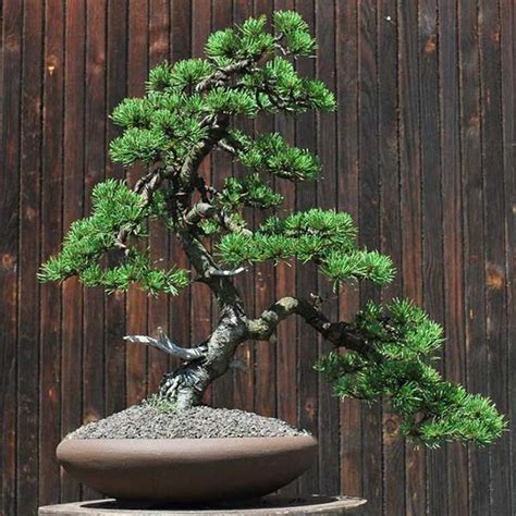 Buy PINUS mugo, Mountain Pine, bonsai, seed – Australian Seed