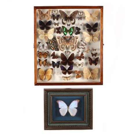 Framed Butterfly Specimens (Lot 1100 - Upcoming: 20th Century Design & Decorative Arts, Online ...