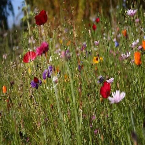 Part Shade Flower Seeds: Watch Your Garden Blossom!