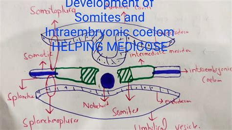 Development of Somites and Intraembryonic coelom | 3rd week of ...