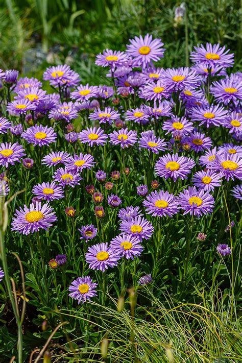 11 of the Best Purple Asters | Gardener’s Path