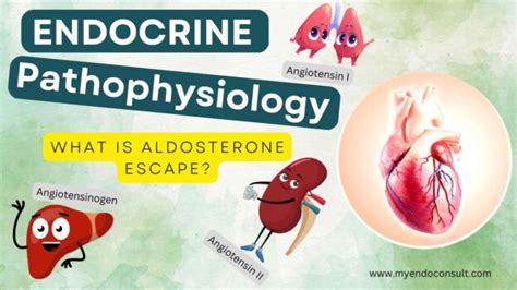 Aldosterone Escape Mechanism – My Endo Consult