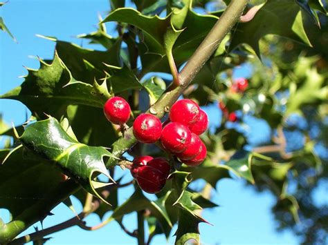 What is the Difference Between Holly and Mistletoe - Pediaa.Com