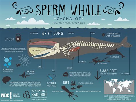 This information graphic poster was created to show various facts about ...