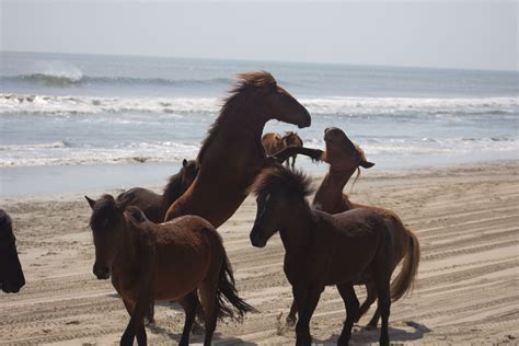 Wild horses on Corolla Beach. | Corolla beach, Horses, Photo contest