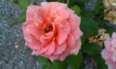 Plant Photography: Rosa 'Brass Band'