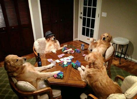 Poker night | Funny animal pictures, Funny animals, Dogs playing poker