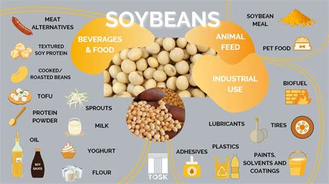 SOYBEANS - Healthy Meals and Biofuels – Uses Across Industries - TOSK Global Ventures