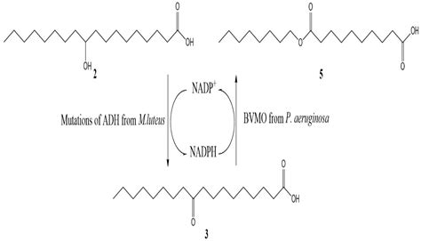 Catalysts | Free Full-Text | Biocatalytic Cascade of Sebacic Acid ...