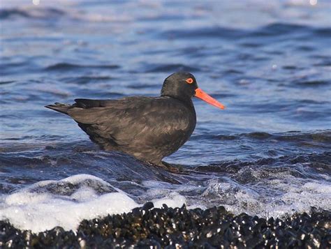 Birds in Tasmania: Tasmanian Species List