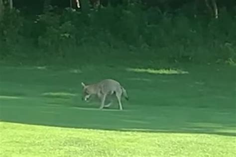 Watch: Coyote pup interrupts golf game at Massachusetts course - UPI.com