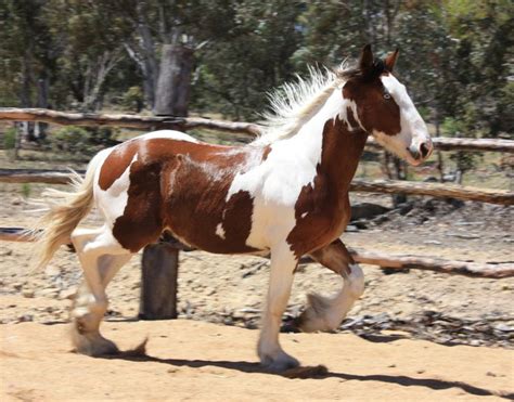 White Clydesdale Horses for Sale | DARKMOOR GIZMO - SOLD | Horses ...