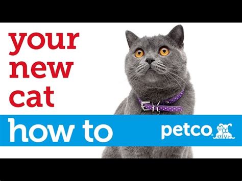 How to Care for Your New Cat (Petco) - Your Pets Magazine