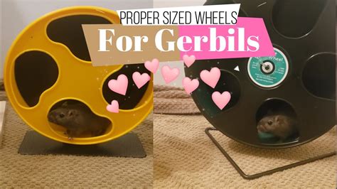 Gerbil Care - Proper Sized Wheels For Gerbils - YouTube